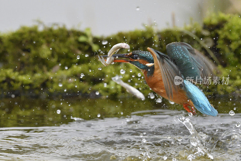 翠鸟捕鱼(Alcedo atthis)